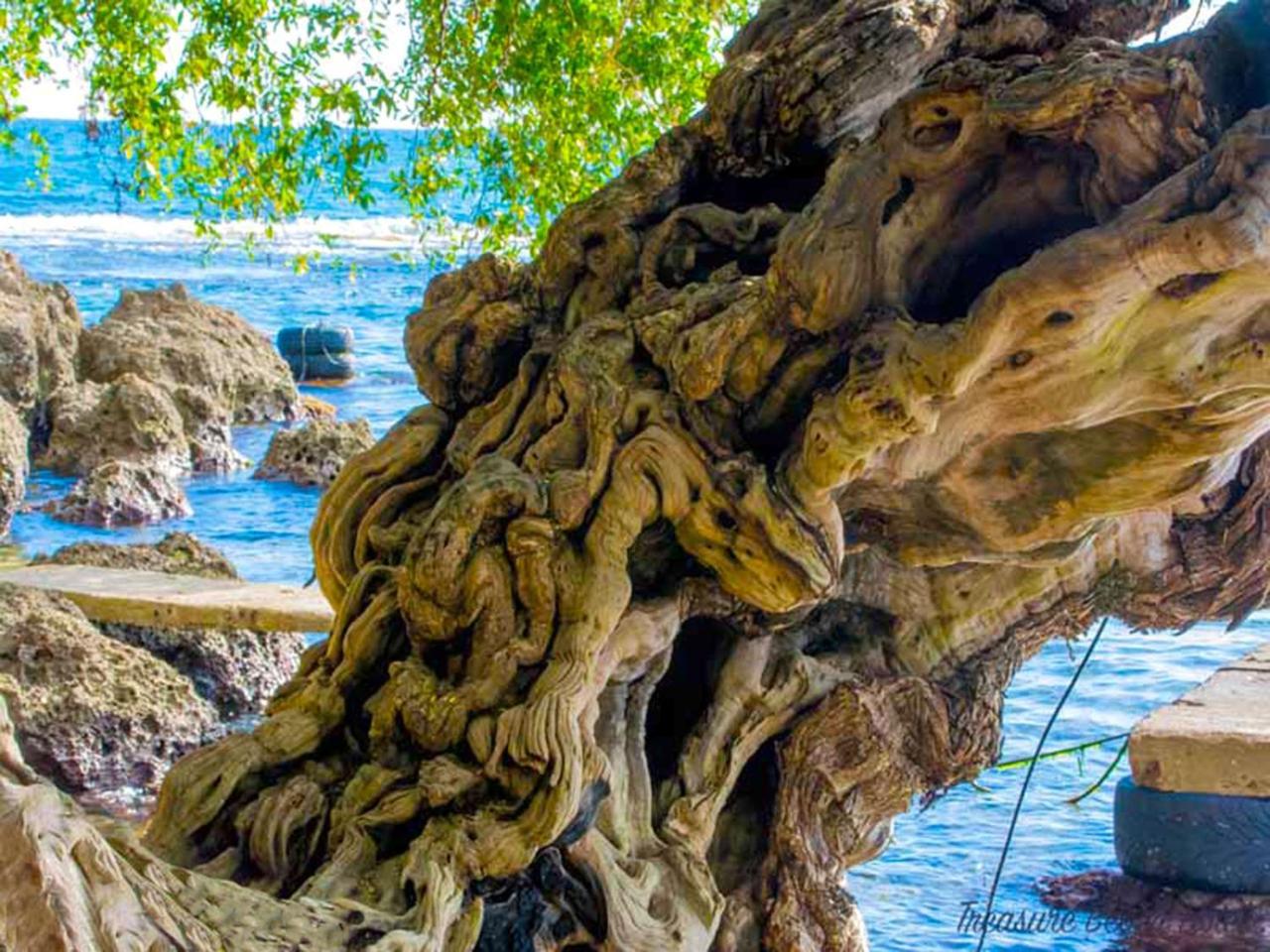 Treasure Beach Hotel Εξωτερικό φωτογραφία